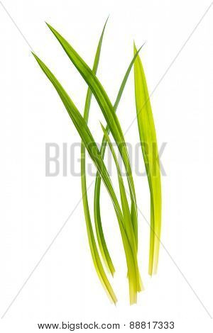 Fresh Pandan leaves isolated on white background, also known as Pandanus Palm , Fragrant Pandan , Pandom wangi.(Pandanus amaryllifolius)