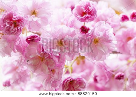 Pink cherry blossom flowers on flowering tree branch blooming in spring