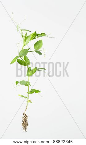 Bright Green Pea Plant