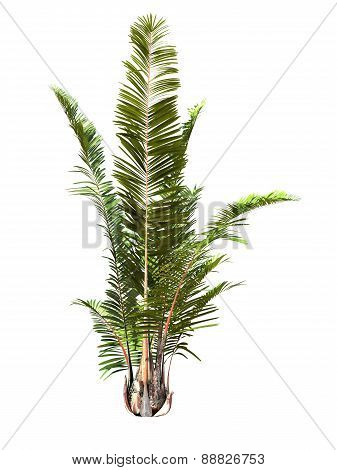Tropical Plant