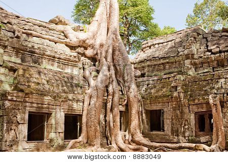 Ta Prohm Angkor içinde