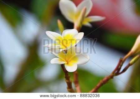 The branch with two white plumeria flowers
** Note: Soft Focus at 100%, best at smaller sizes