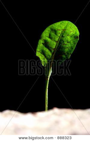 Leaf