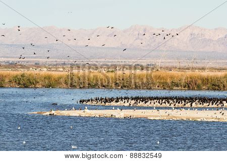Eared Grebes, Salton Sea, California