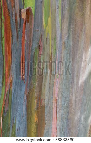 Eucalyptus Bark