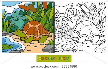 Coloring Book (turtle)