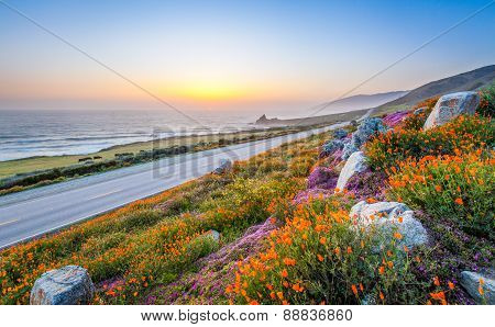 wild flowers and California coastline in Big Sur