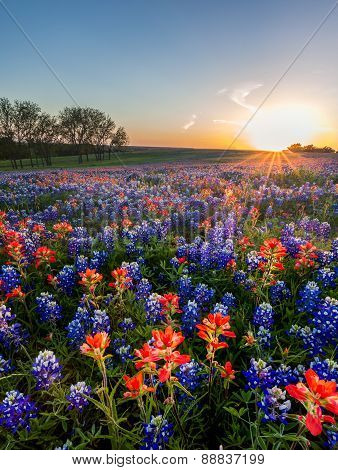 Bluebonnet And Indian Paintbrush Wildflowers Filed, Texas
