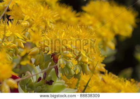 Yellow Rock Sedum