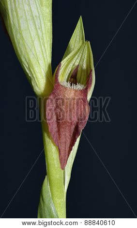 Eastern Serapias Orchid