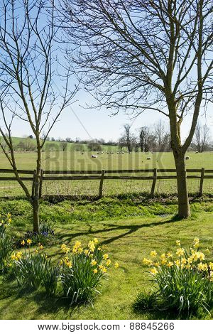 English Meadow And Sheep