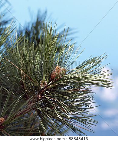 Needles And Cones Of The First Year Of A Pine Stankievich