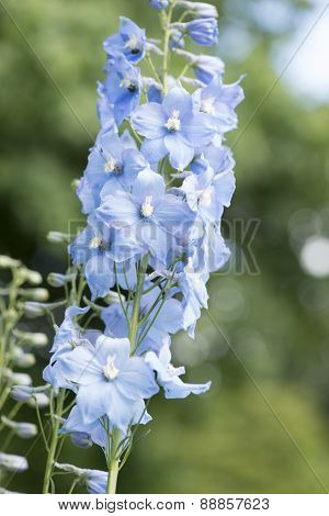 Delphinium Plant