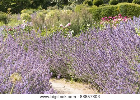 lavender plant