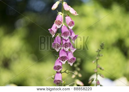foxglove plant