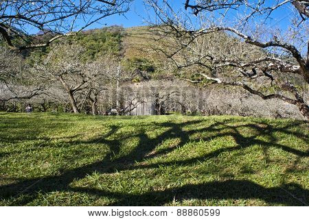 Plum Blossom Under The Clear Sky In Hsinchu, Taiwan