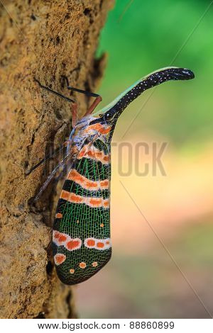 lanternflies insect