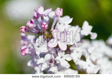 Macro Of A Broadleaf Lilac