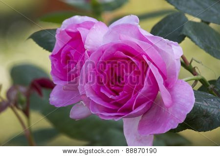 Roses In The Garden