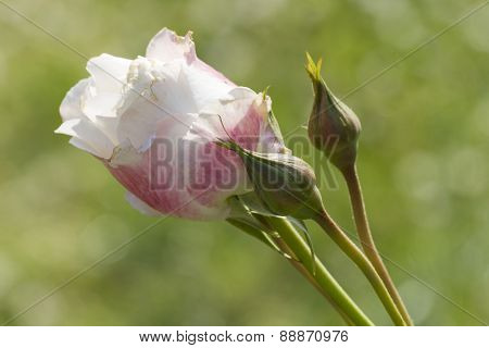 Roses In The Garden