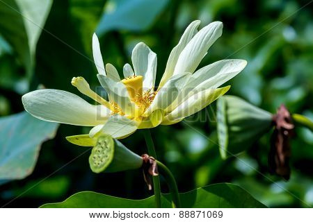 A Beautiful Blooming Yellow Lotus Water Lily Flower, Growing Wild in Texas