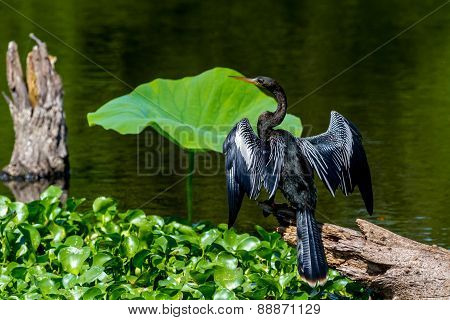 A Majestically Posed Black Anhinga, also known as a Darter, Snakebird, or Water Turkey