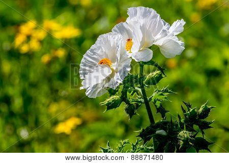 Wild White Poppies with Several Texas Yellow Wildflowers