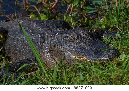 Big Wild Alligator on the Bank of a Texas Lake