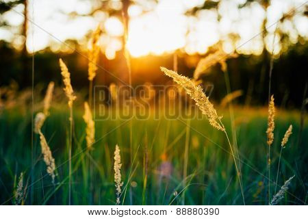 Dry Red Grass Field Meadow