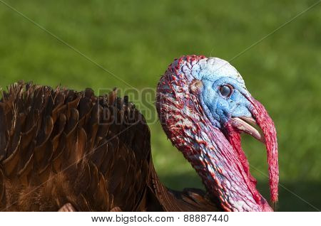 Turkey Head