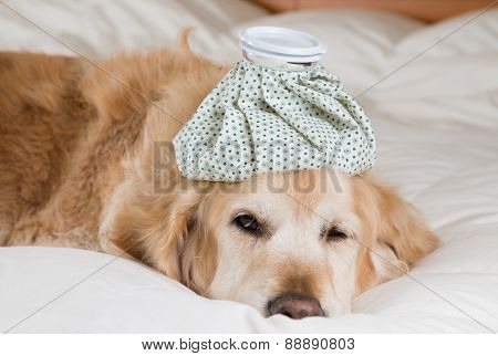 Golden Retriever Dog Cold