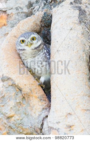 Owl standing and hide in tree hole