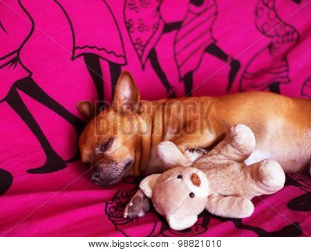 Dog And Toy On A Violet Blanket