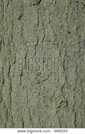 Corteccia 