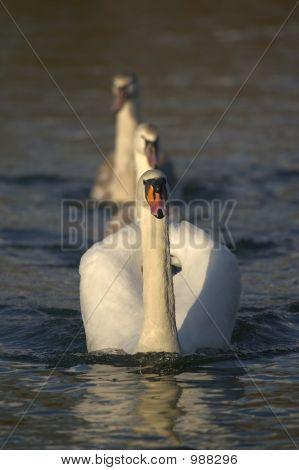 Cigno con Cygnets