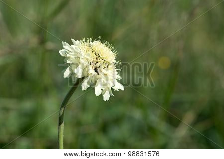 Cephalaria