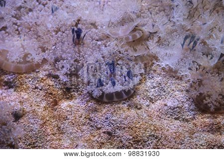 Upside down jellyfish, Cassiopea