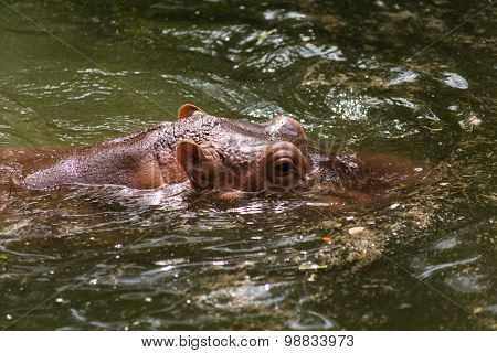 Hippopotamus, animals, mammals and herbivorous.