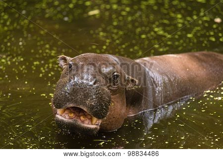 Hippopotamus, animals, mammals and herbivorous.