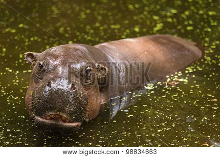 Hippopotamus, animals, mammals and herbivorous.