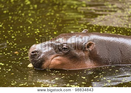 Hippopotamus, animals, mammals and herbivorous.