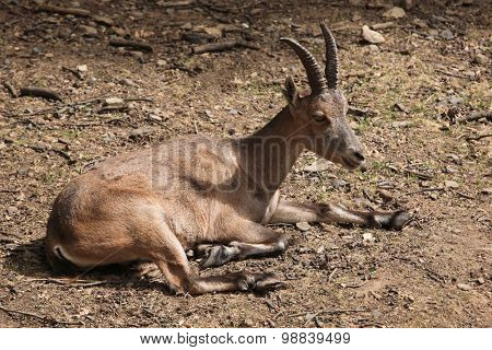 Alpine ibex (Capra ibex), also known as the steinbock or bouquetin. Wild life animal. 