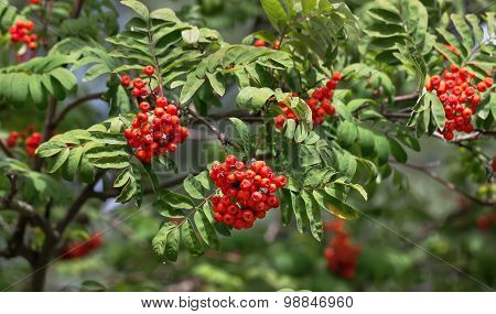 Rowan Ash Berries