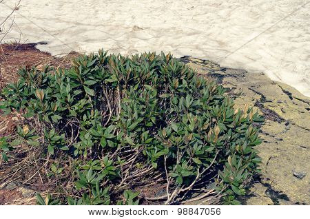 Deflorate rhododendron