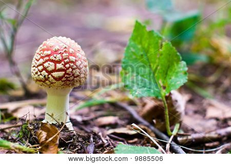 Mushroom