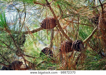 Pine Branches With Cones And Pine Needles Against The Sky