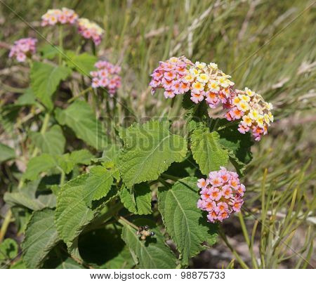 Lantana Camara blossom