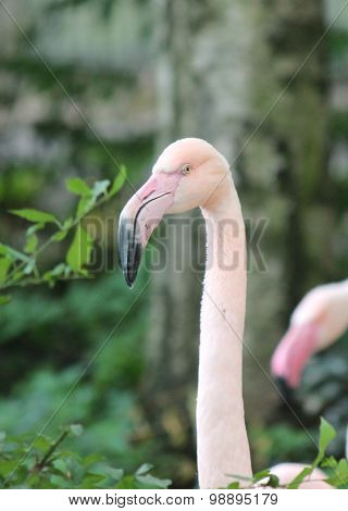 Pink Flamingo