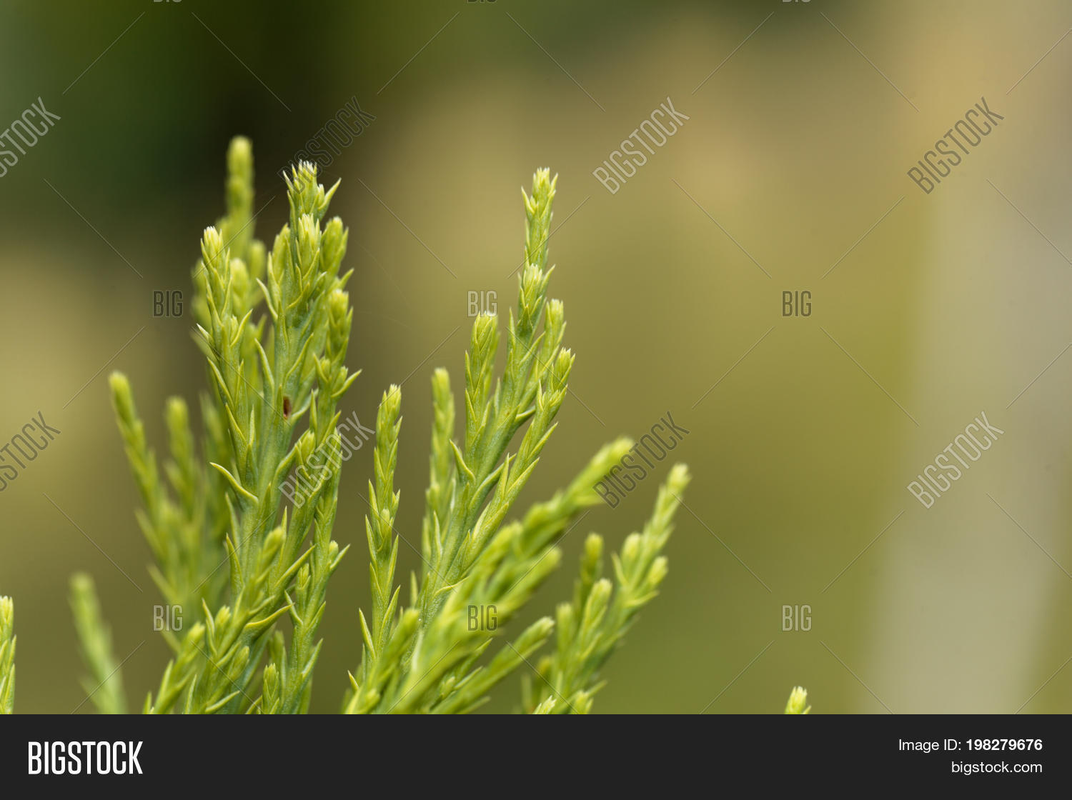 Needles Giant Redwood Image & Photo (Free Trial) Bigstock