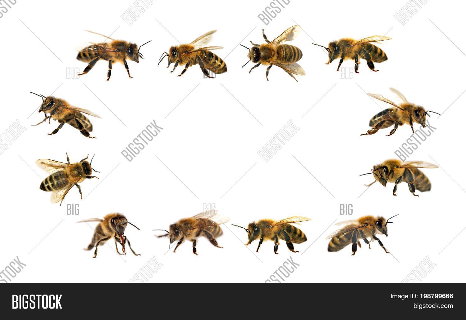 Group Bee Honeybee Image & Photo (Free Trial) | Bigstock